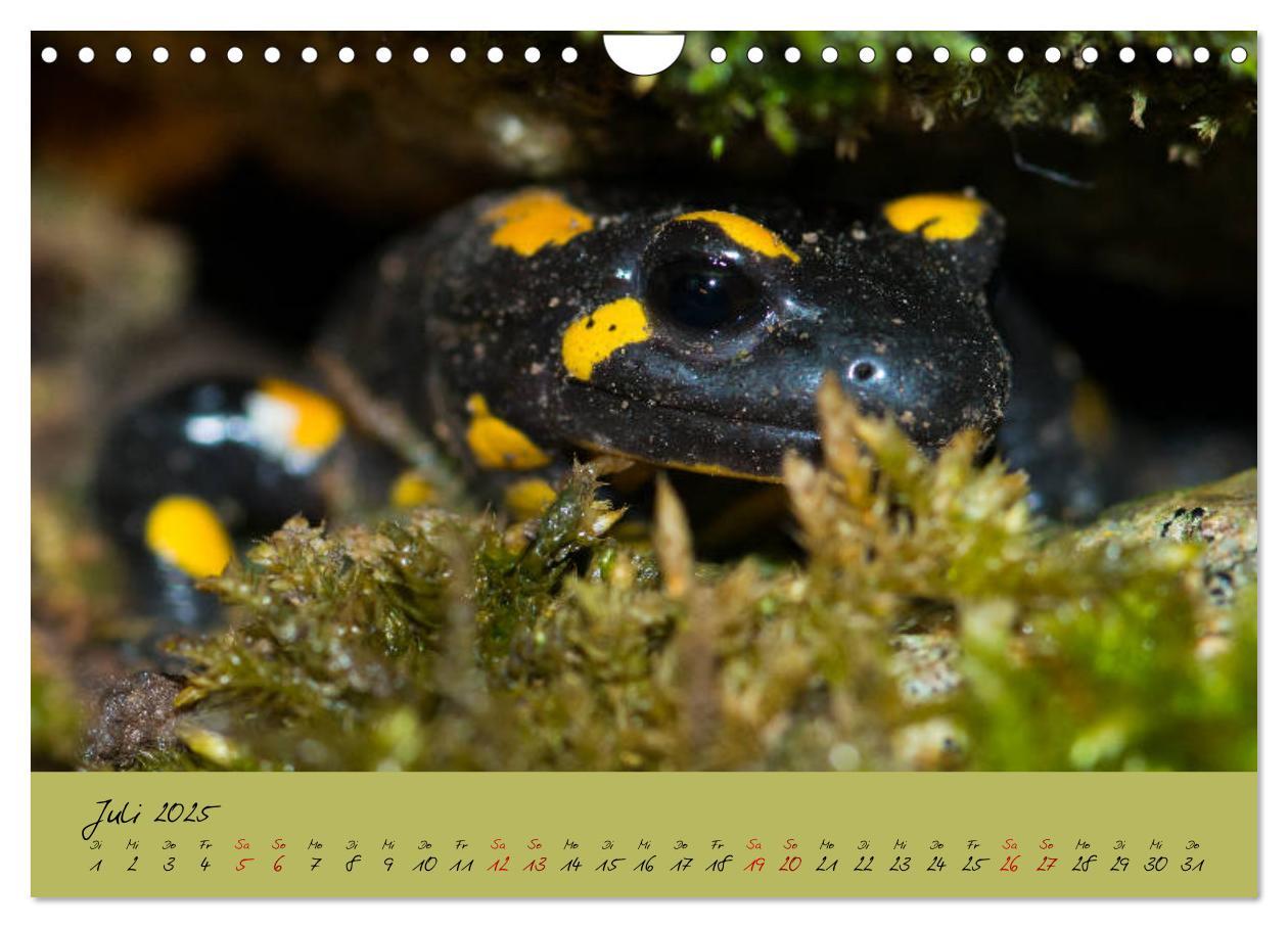 Bild: 9783435173228 | Feuersalamander - Liebenswerte Heimlichtuer (Wandkalender 2025 DIN...