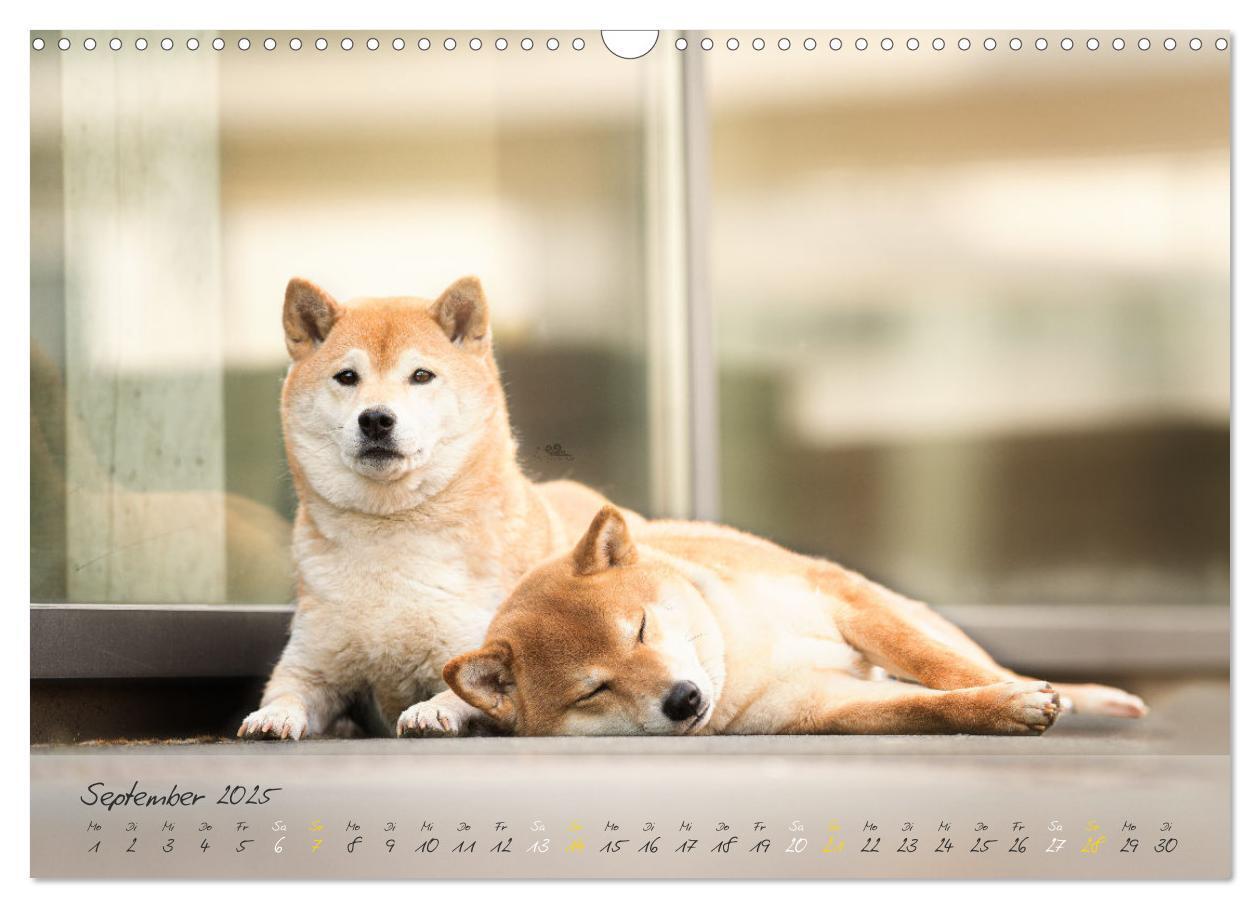 Bild: 9783435051502 | Shiba Inu - mutig, treu, selbstbewusst (Wandkalender 2025 DIN A3...