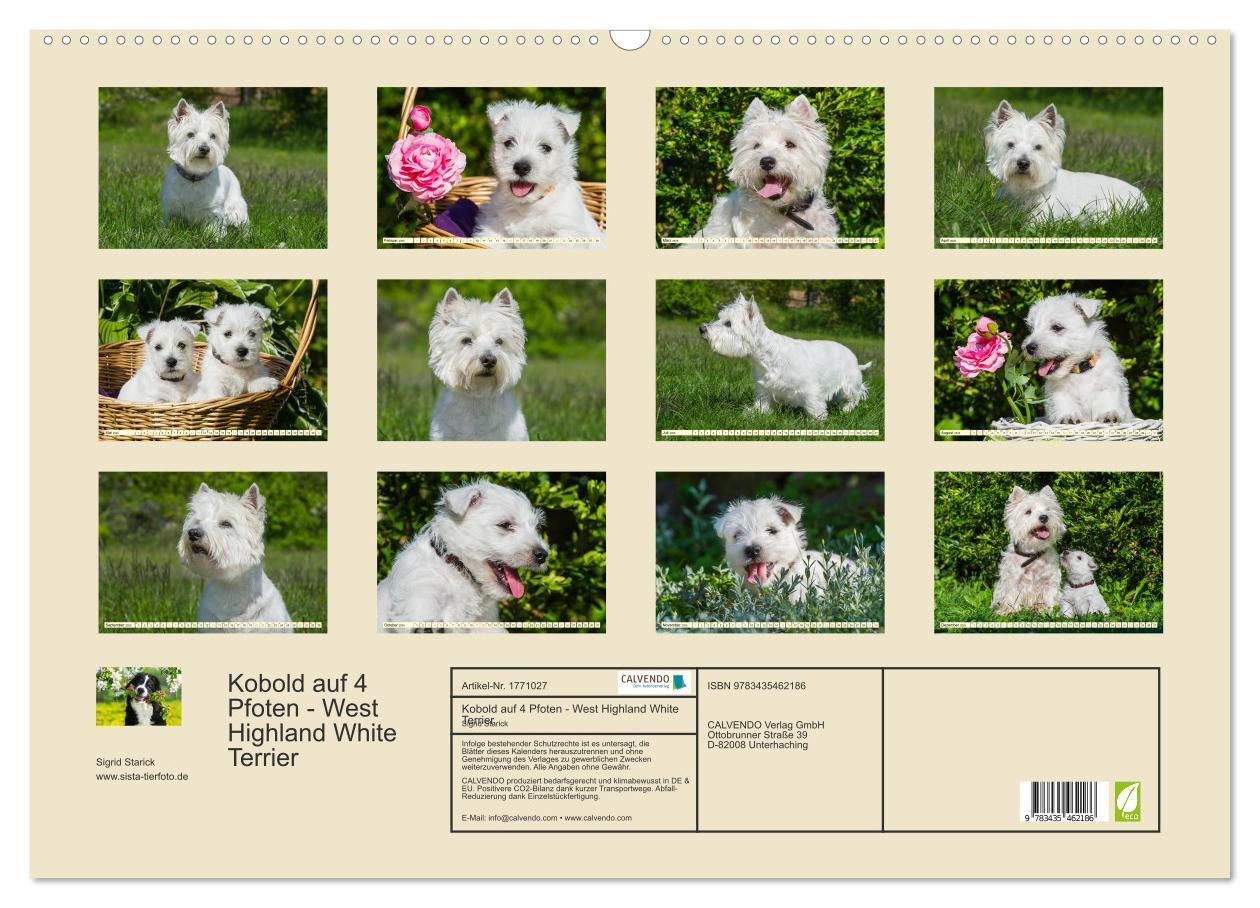 Bild: 9783435462186 | Kobold auf 4 Pfoten - West Highland White Terrier (Wandkalender...