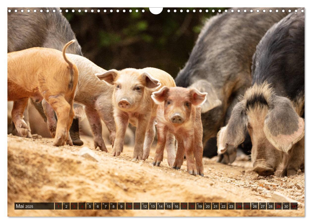 Bild: 9783435261529 | Korsika - süße, wilde Schweinchen (Wandkalender 2025 DIN A3 quer),...