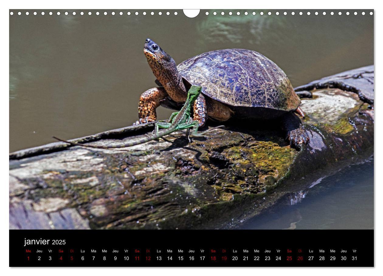 Bild: 9781325937059 | Costa Rica Paradis de la Biodiversité (Calendrier mural 2025 DIN A3...