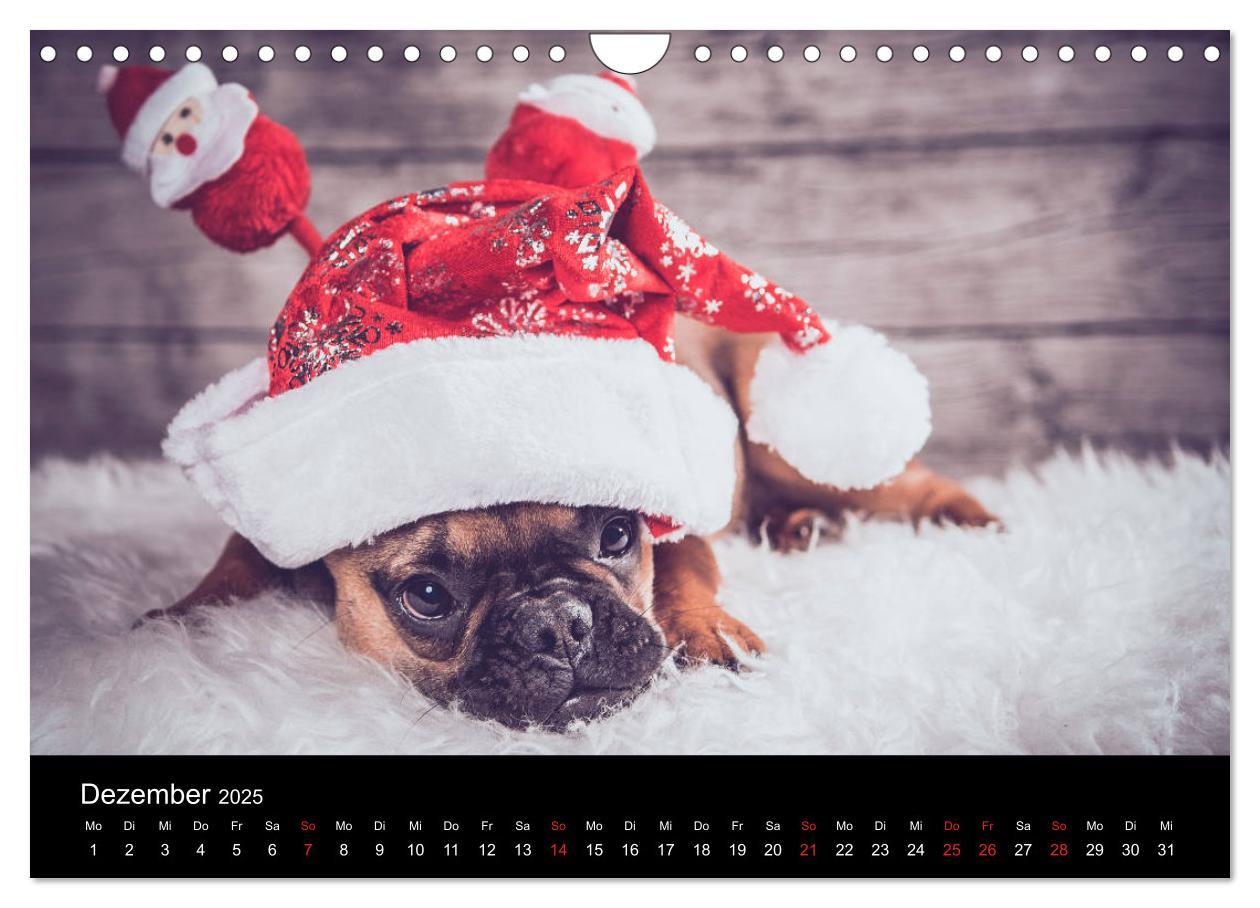 Bild: 9783435302314 | French Bulldog aktiv, verspielt, sportlich (Wandkalender 2025 DIN...