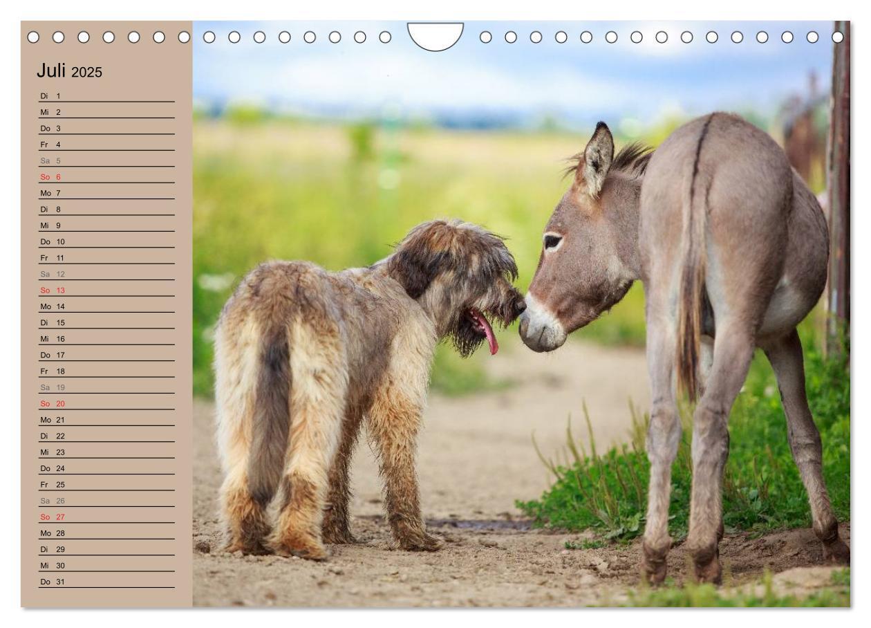 Bild: 9783435655137 | Das Esel-Paradies - Hunde und andere Feunde (Wandkalender 2025 DIN...