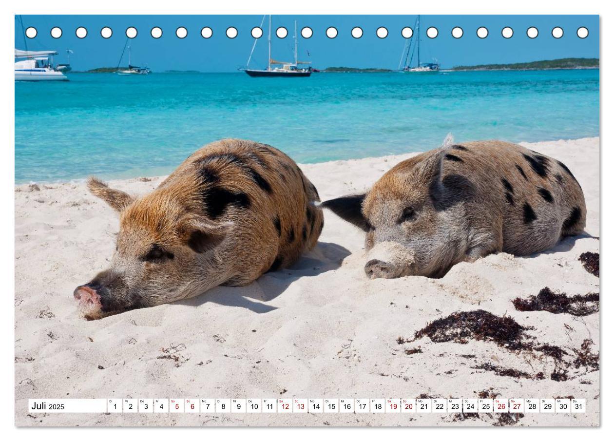 Bild: 9783435420278 | Schweine im Dauerurlaub auf den Bahamas! (Tischkalender 2025 DIN A5...