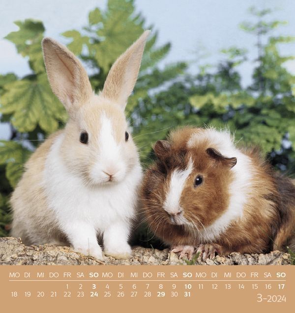 Bild: 9783731869559 | Tierfreundschaften 2024 | aufstellbarer Postkartenkalender | Verlag