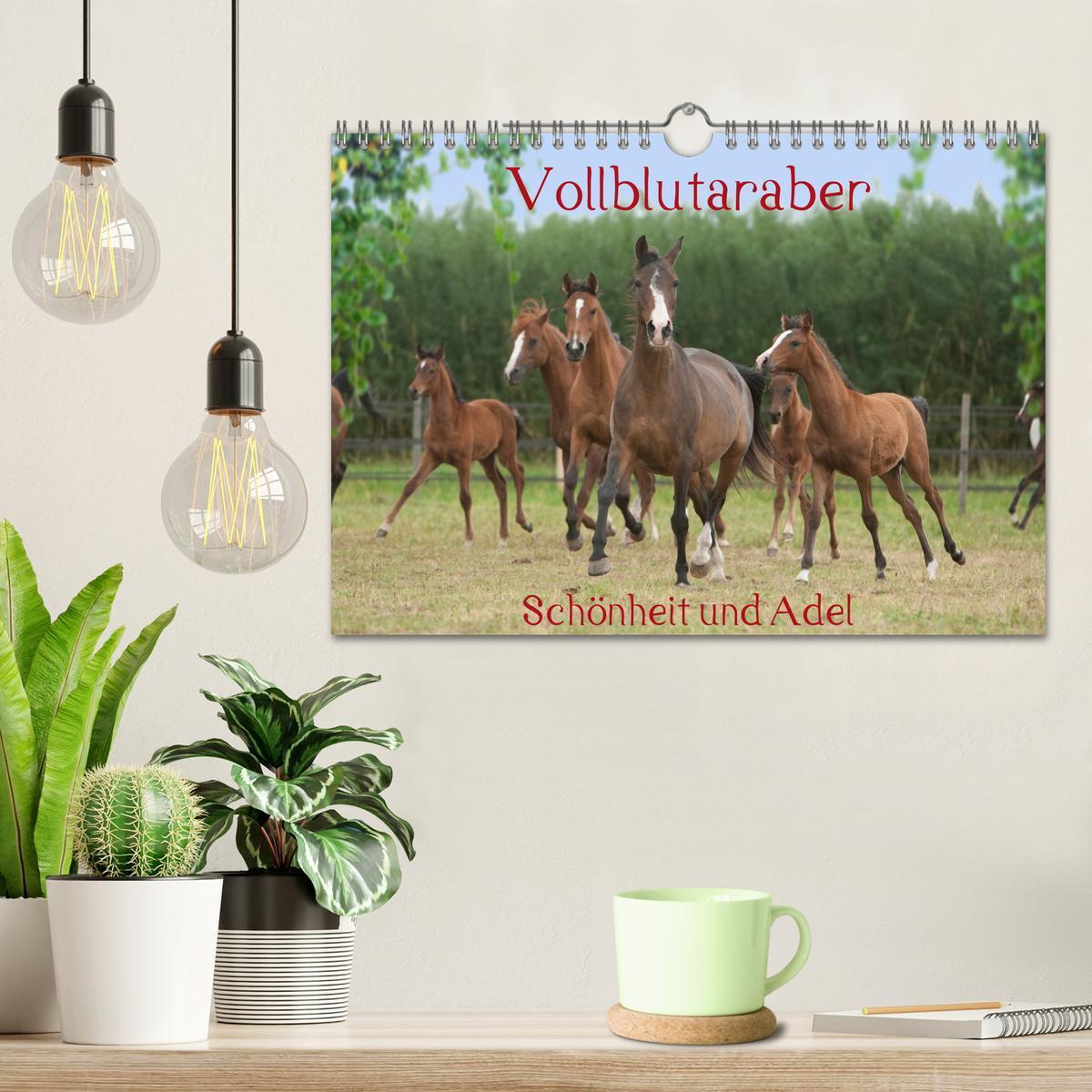 Bild: 9783435424177 | Vollblutaraber - Schönheit und Adel (Wandkalender 2025 DIN A4...