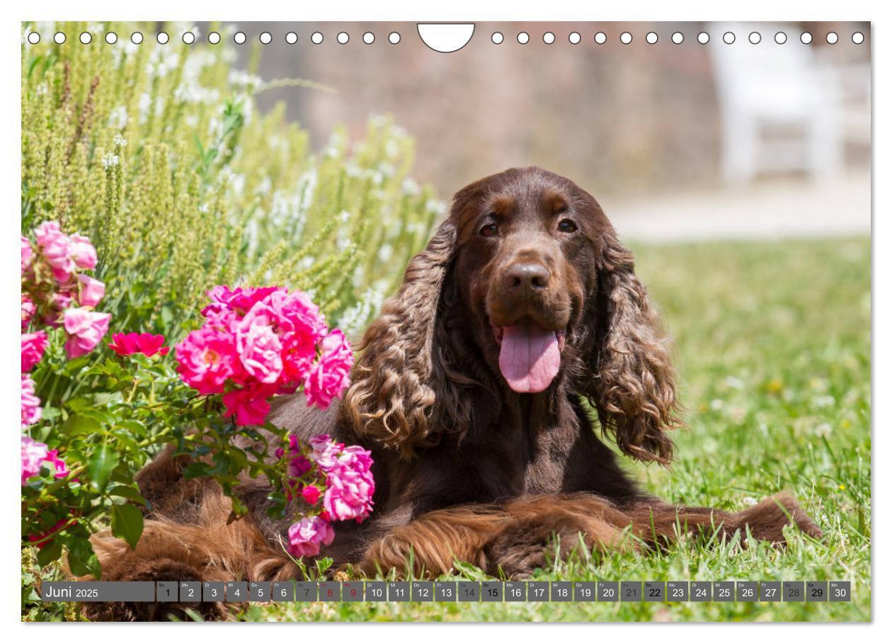 Bild: 9783435447930 | English Cocker Spaniels - Ein Spaziergang im Park (Wandkalender...