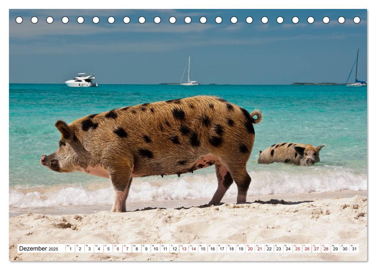 Bild: 9783435420278 | Schweine im Dauerurlaub auf den Bahamas! (Tischkalender 2025 DIN A5...