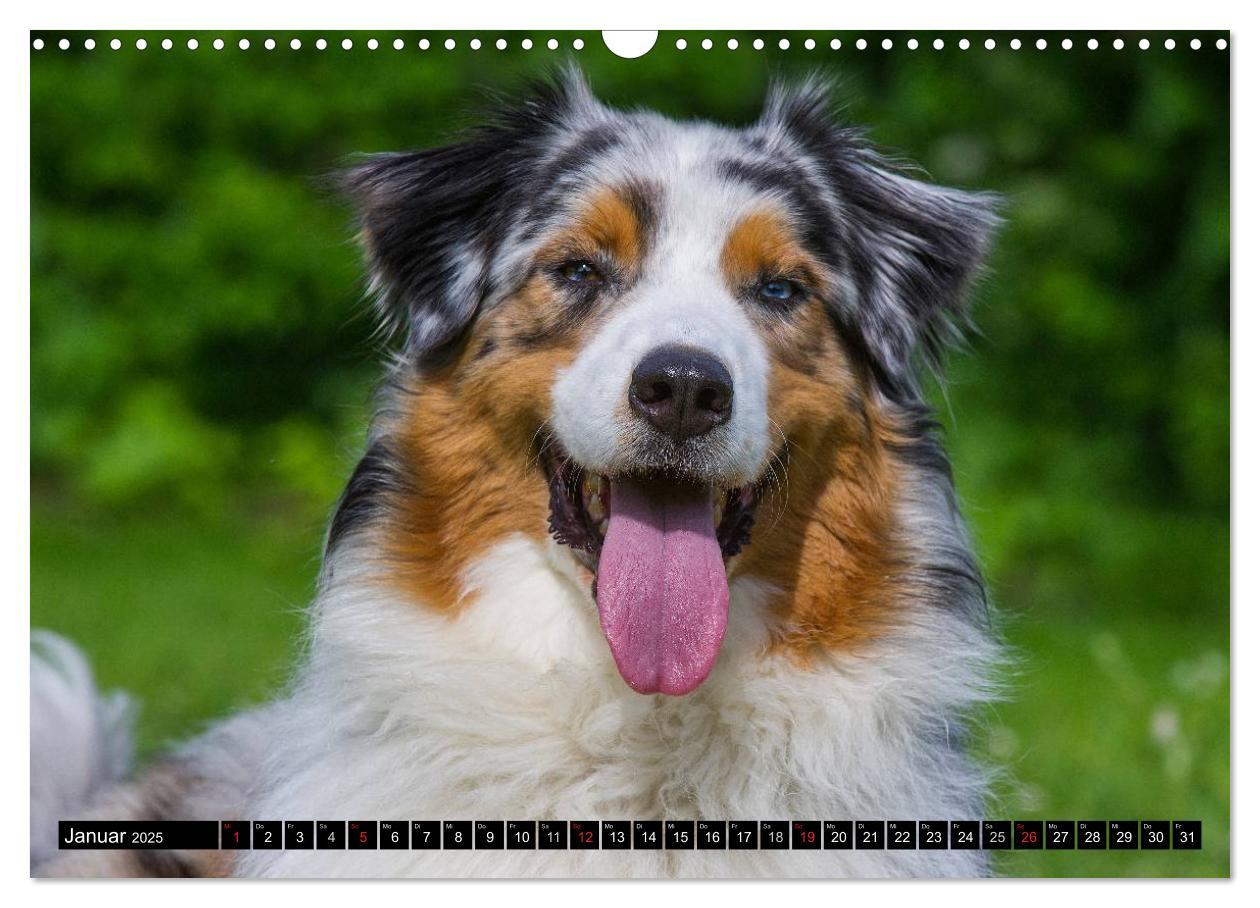 Bild: 9783435571130 | Bekannt wie ein bunter Hund. Australian Shepherd (Wandkalender 2025...