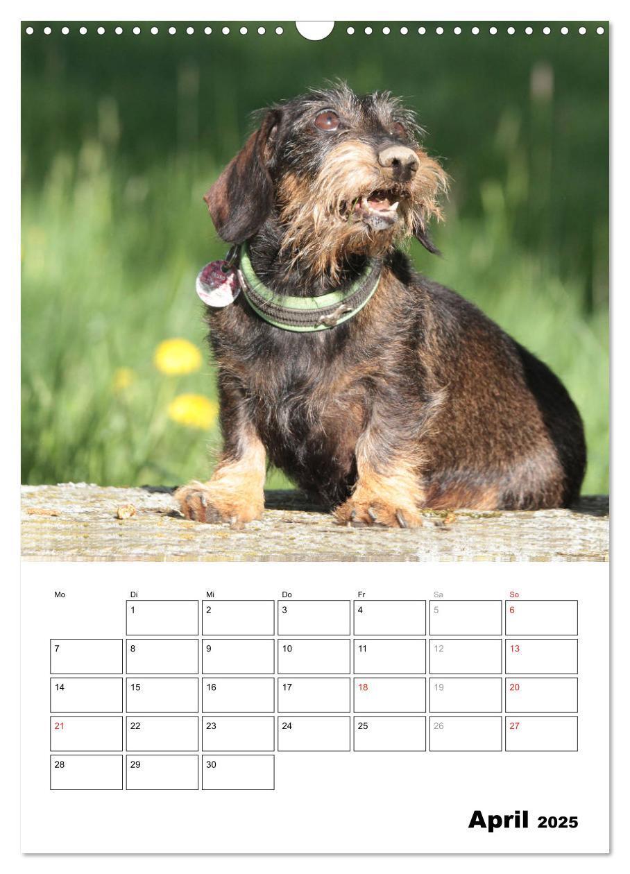 Bild: 9783457022252 | Geliebte Rabauken - Rauhaardackel (Wandkalender 2025 DIN A3 hoch),...