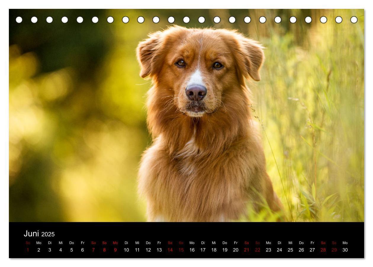 Bild: 9783435383771 | Toller - Nova Scotia Duck Tolling Retriever (Tischkalender 2025 DIN...