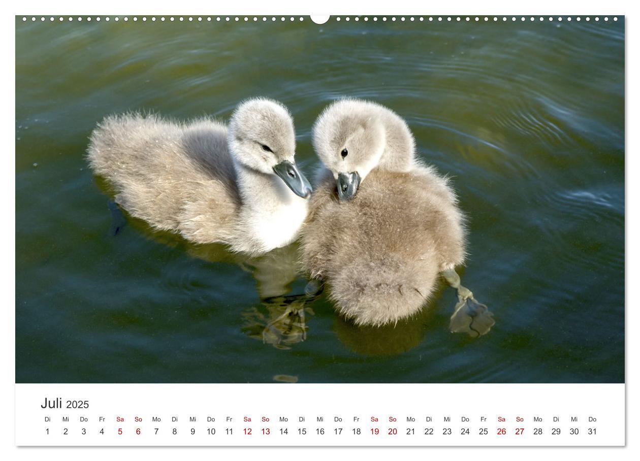 Bild: 9783383934131 | Schwäne - Prachtvolle Federkleider. (Wandkalender 2025 DIN A2...