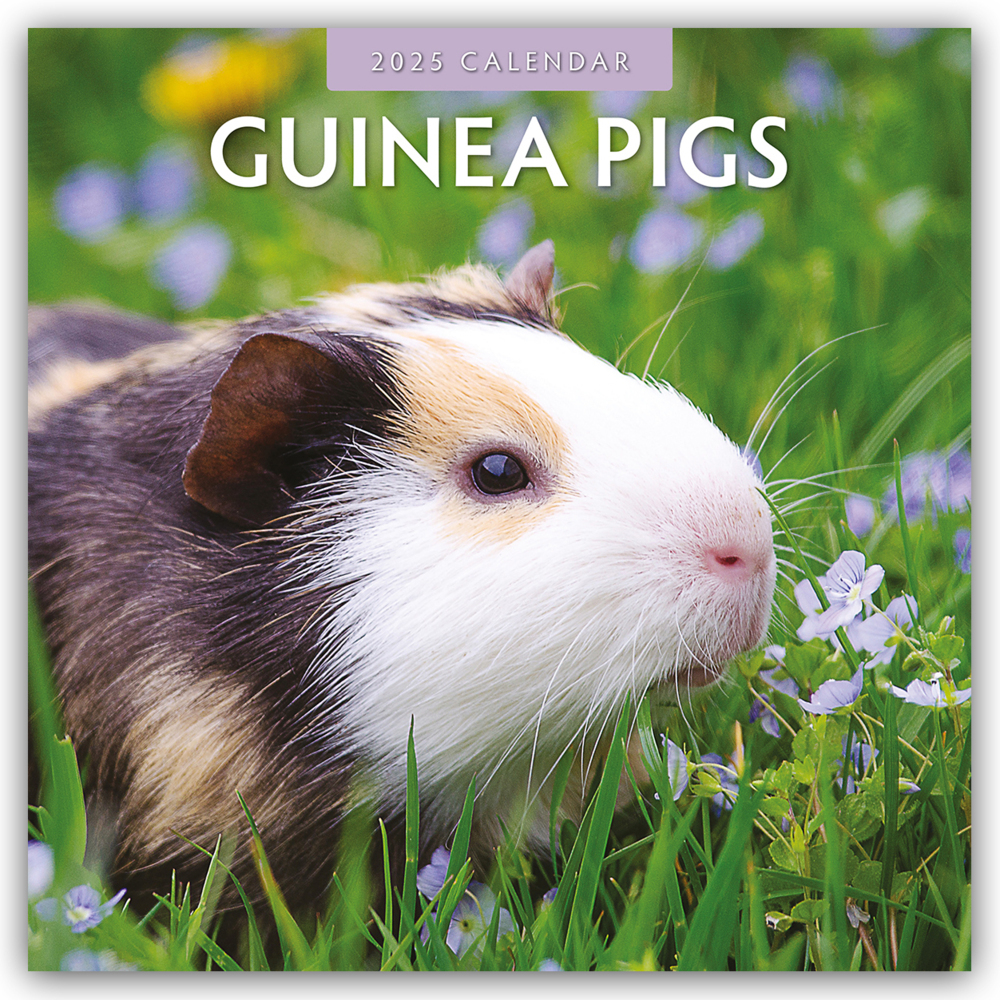 Cover: 9781804423929 | Guinea Pigs - Meerschweinchen 2025 - 16-Monatskalender | Ltd | 13 S.