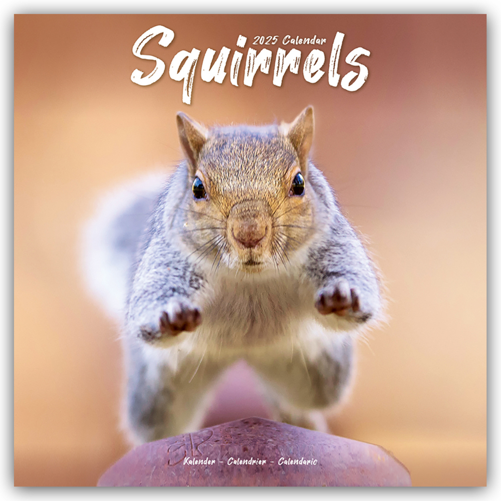 Cover: 9781804604526 | Squirrels - Eichhörnchen - Grauhörnchen 2025 - 16-Monatskalender | Ltd