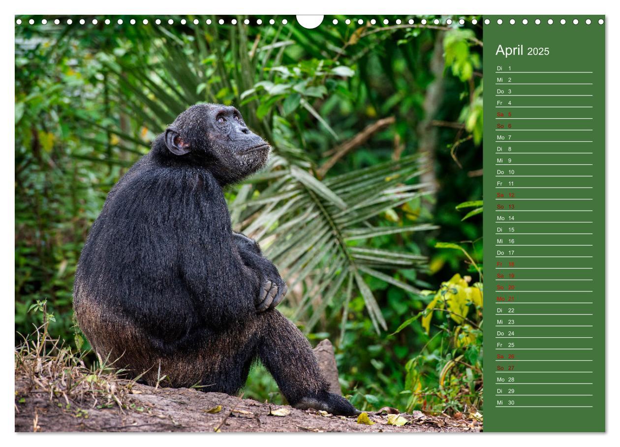 Bild: 9783383974571 | UGANDA - Perle Afrikas (Wandkalender 2025 DIN A3 quer), CALVENDO...