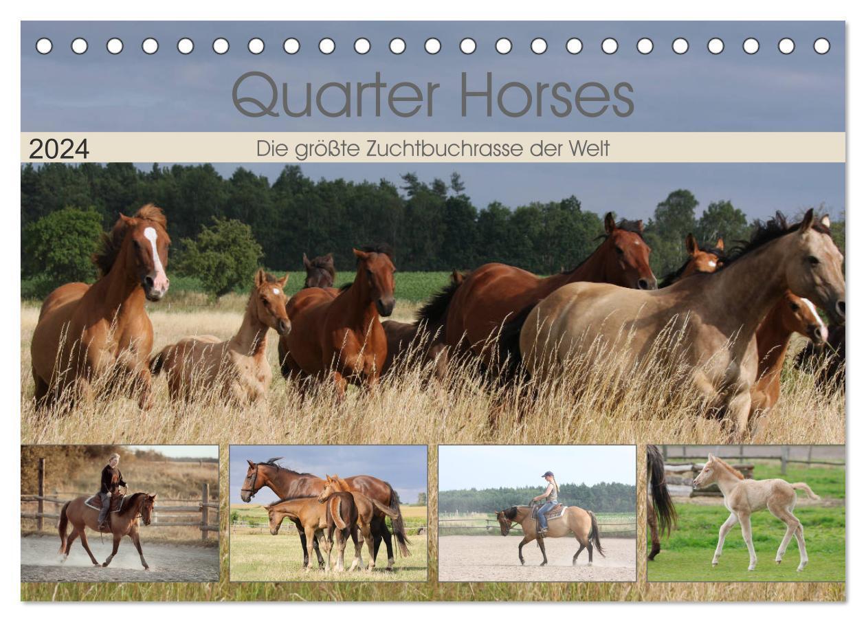 Cover: 9783383195235 | Quarter Horses - Die größte Zuchtbuchrasse der Welt (Tischkalender...