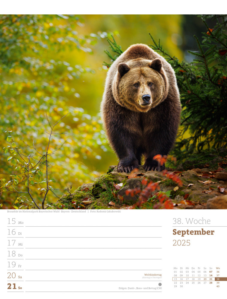 Bild: 9783838425979 | Unser Wald - Wochenplaner Kalender 2025 | Ackermann Kunstverlag | 2025