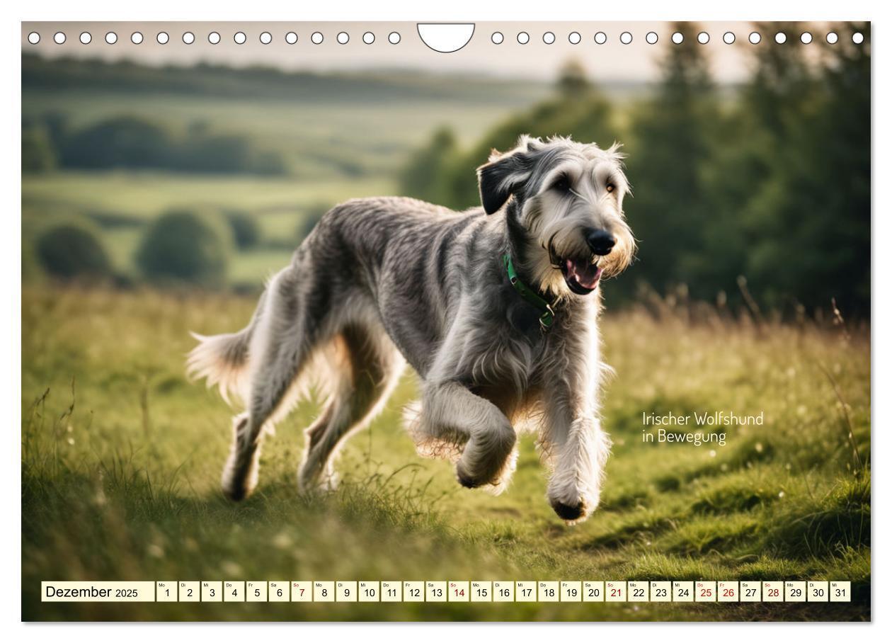 Bild: 9783457162057 | Windhunde im Portrait (Wandkalender 2025 DIN A4 quer), CALVENDO...