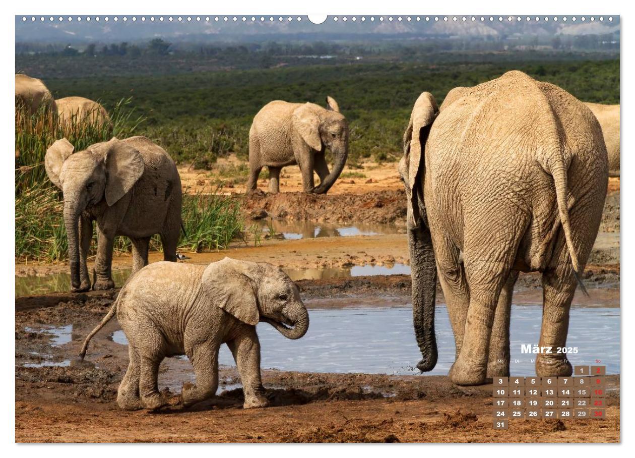 Bild: 9783435716258 | Afrikas Tierwelt: Elefantenbabys (Wandkalender 2025 DIN A2 quer),...