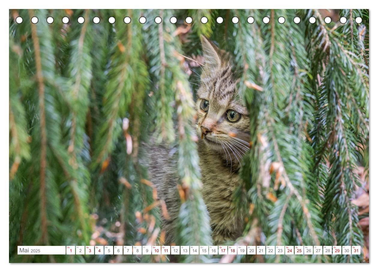 Bild: 9783435218394 | Wildkatzen - die anmutigsten Raubiere in Europa. (Tischkalender...