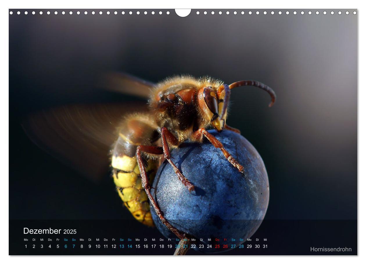 Bild: 9783383992971 | Kleine Kostbarkeiten Insekten (Wandkalender 2025 DIN A3 quer),...