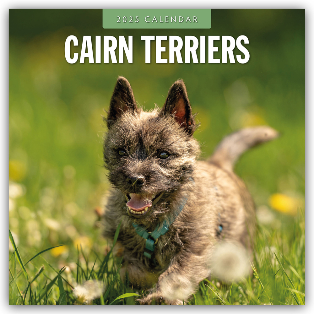 Cover: 9781804424438 | Cairn Terriers - Cairn Terrier 2025 - 16-Monatskalender | Ltd | 14 S.