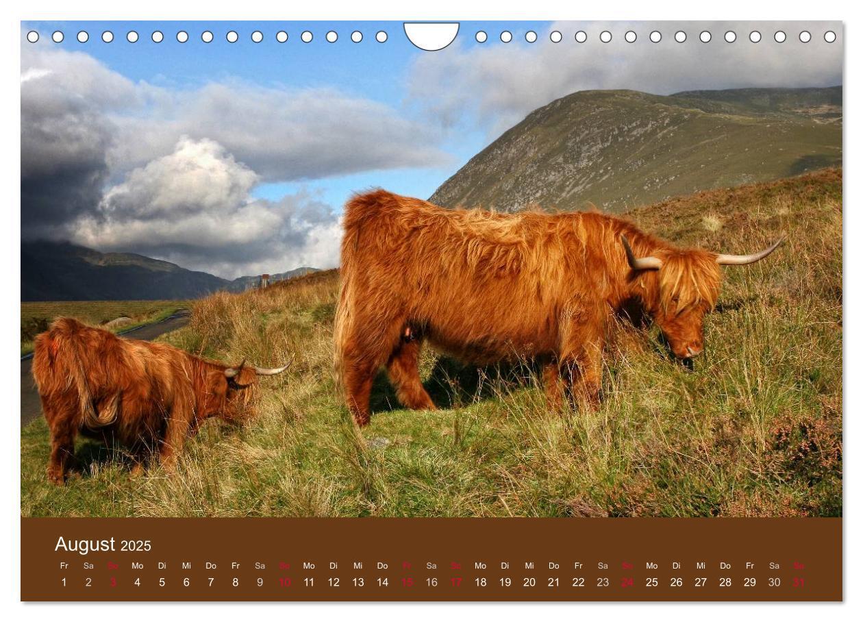 Bild: 9783435643080 | Schottische Hochlandrinder - Highland Cattle (Wandkalender 2025 DIN...