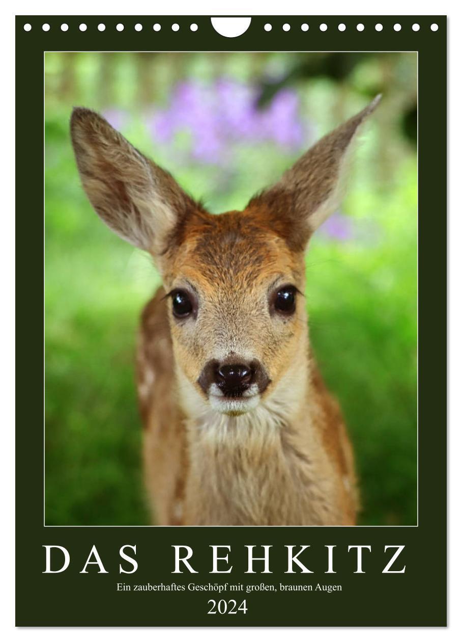 Cover: 9783675855199 | Das Rehkitz, ein zauberhaftes Geschöpf mit großen, braunen Augen...