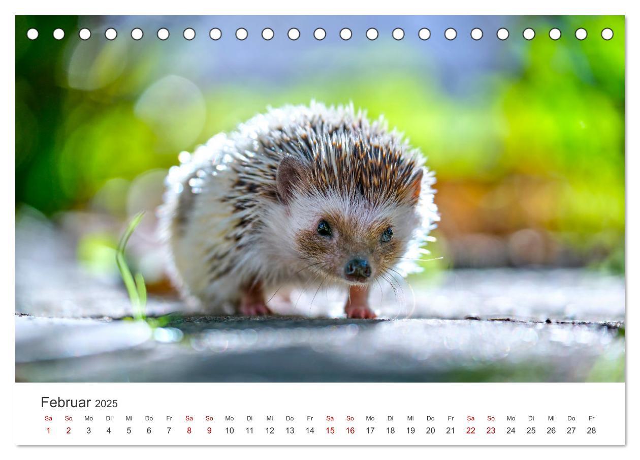 Bild: 9783383940613 | Igel - Niedliche kleine Stachelritter (Tischkalender 2025 DIN A5...