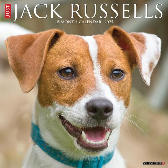 Cover: 9781549243554 | Just Jack Russells 2025 12 X 12 Wall Calendar | Willow Creek Press