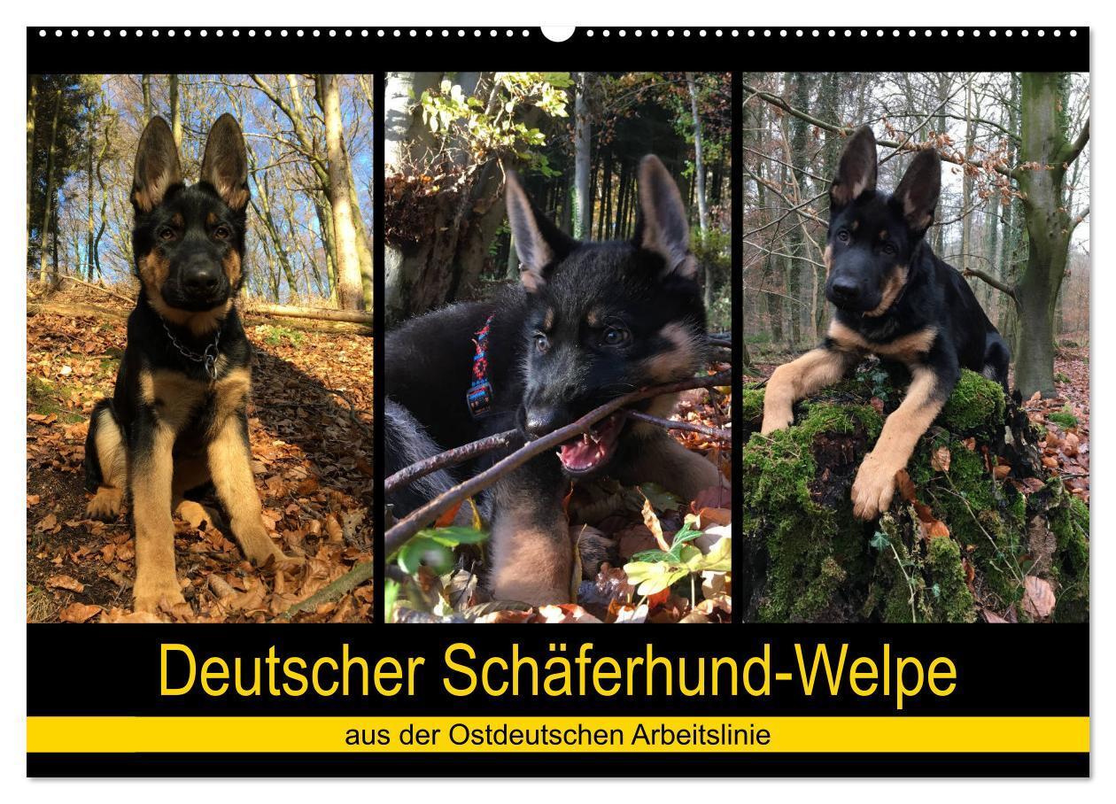 Cover: 9783675688919 | Deutscher Schäferhund-Welpe - aus der Ostdeutschen Arbeitslinie...