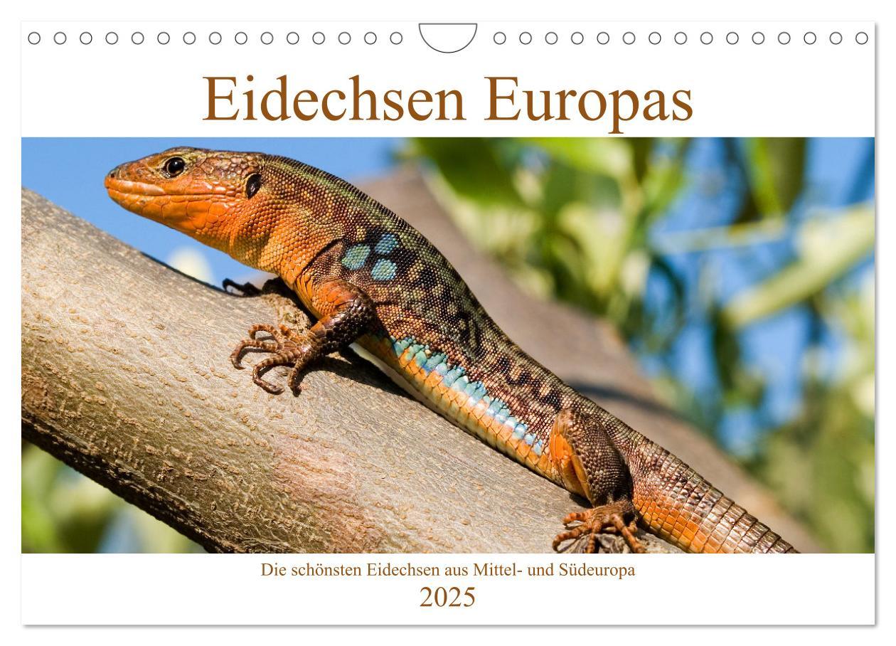 Cover: 9783435099375 | Eidechsen Europas (Wandkalender 2025 DIN A4 quer), CALVENDO...