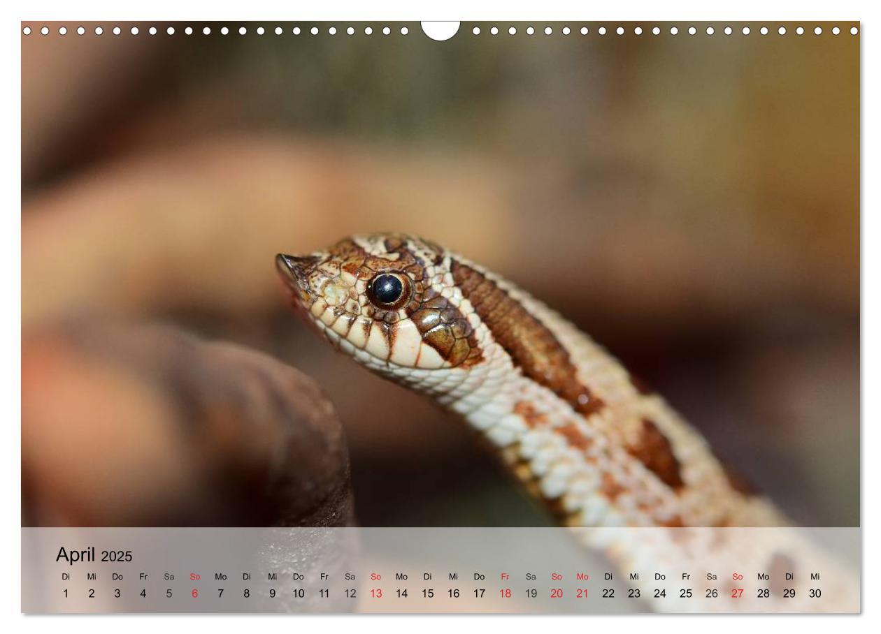 Bild: 9783435589432 | Kleine Reptilien (Wandkalender 2025 DIN A3 quer), CALVENDO...