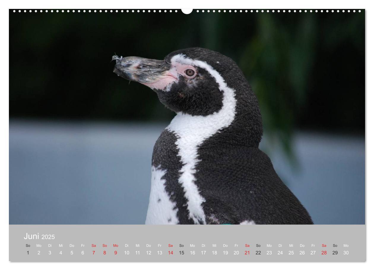 Bild: 9783435789603 | Pinguine 2025 (Wandkalender 2025 DIN A2 quer), CALVENDO Monatskalender