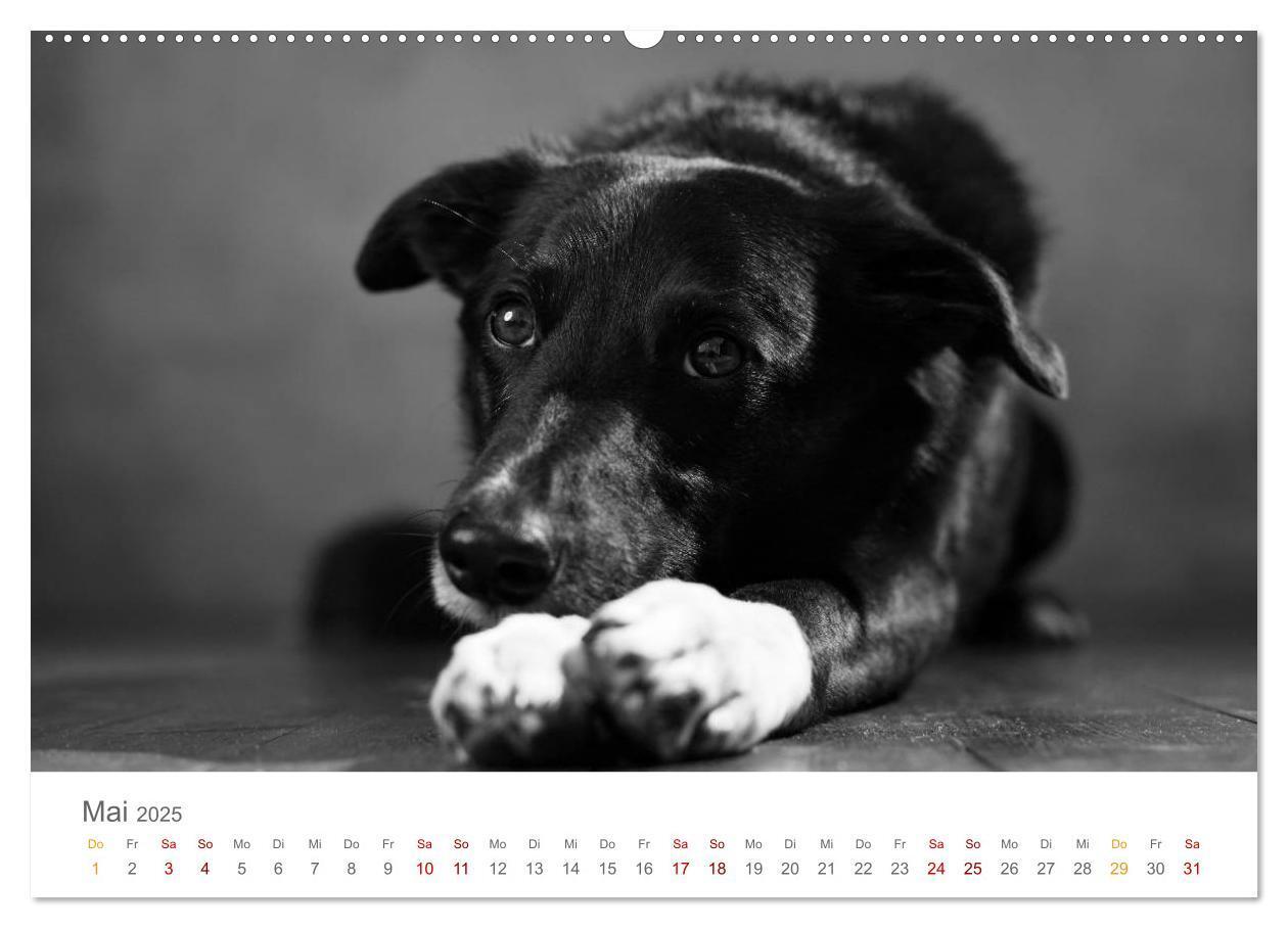 Bild: 9783435434213 | Hundeportraits Fine Art (Wandkalender 2025 DIN A2 quer), CALVENDO...