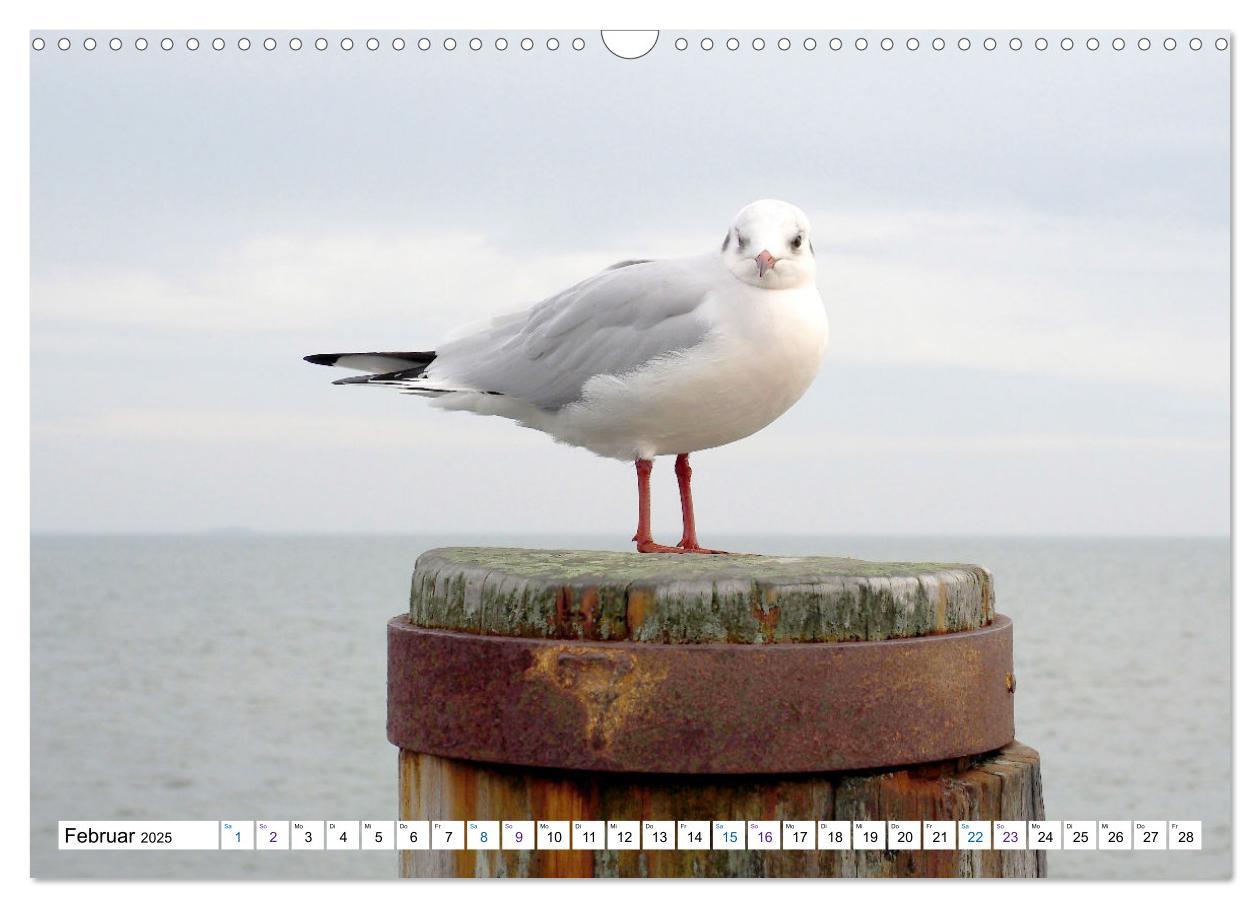 Bild: 9783383995347 | Föhr - Wasser Landschaft Wind und Meer (Wandkalender 2025 DIN A3...