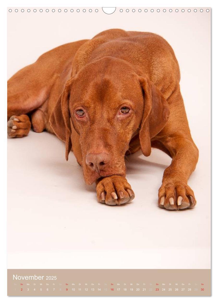 Bild: 9783457015742 | Magyar Vizsla im Portrait (Wandkalender 2025 DIN A3 hoch), CALVENDO...