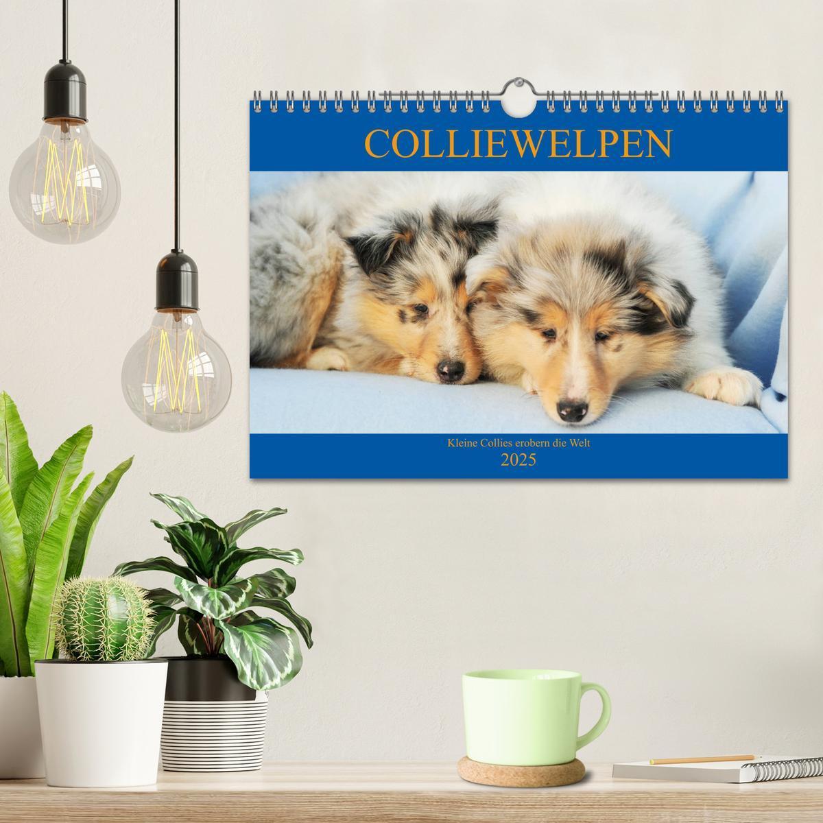 Bild: 9783435251452 | Colliewelpen - kleine Collies erobern die Welt (Wandkalender 2025...