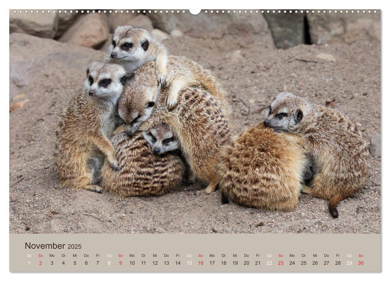 Bild: 9783435210640 | Quirlige Erdmännchen (Wandkalender 2025 DIN A2 quer), CALVENDO...