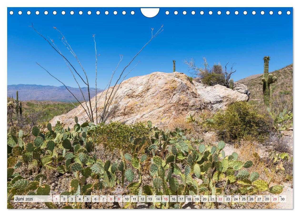 Bild: 9783435203079 | SAGUARO NATIONAL PARK Heimat des Saguaro-Kaktus (Wandkalender 2025...