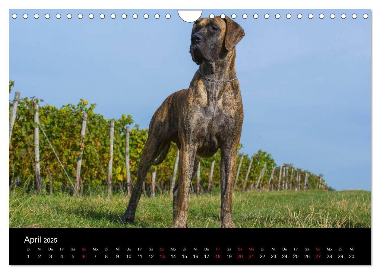 Bild: 9783435762293 | Deutsche Dogge 2025 (Wandkalender 2025 DIN A4 quer), CALVENDO...