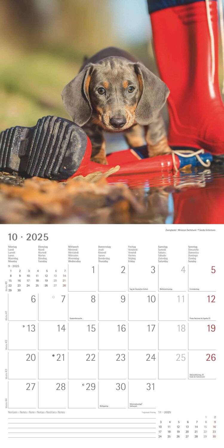 Bild: 4251732340667 | Welpen 2025 - Broschürenkalender 30x30 cm (30x60 geöffnet) -...