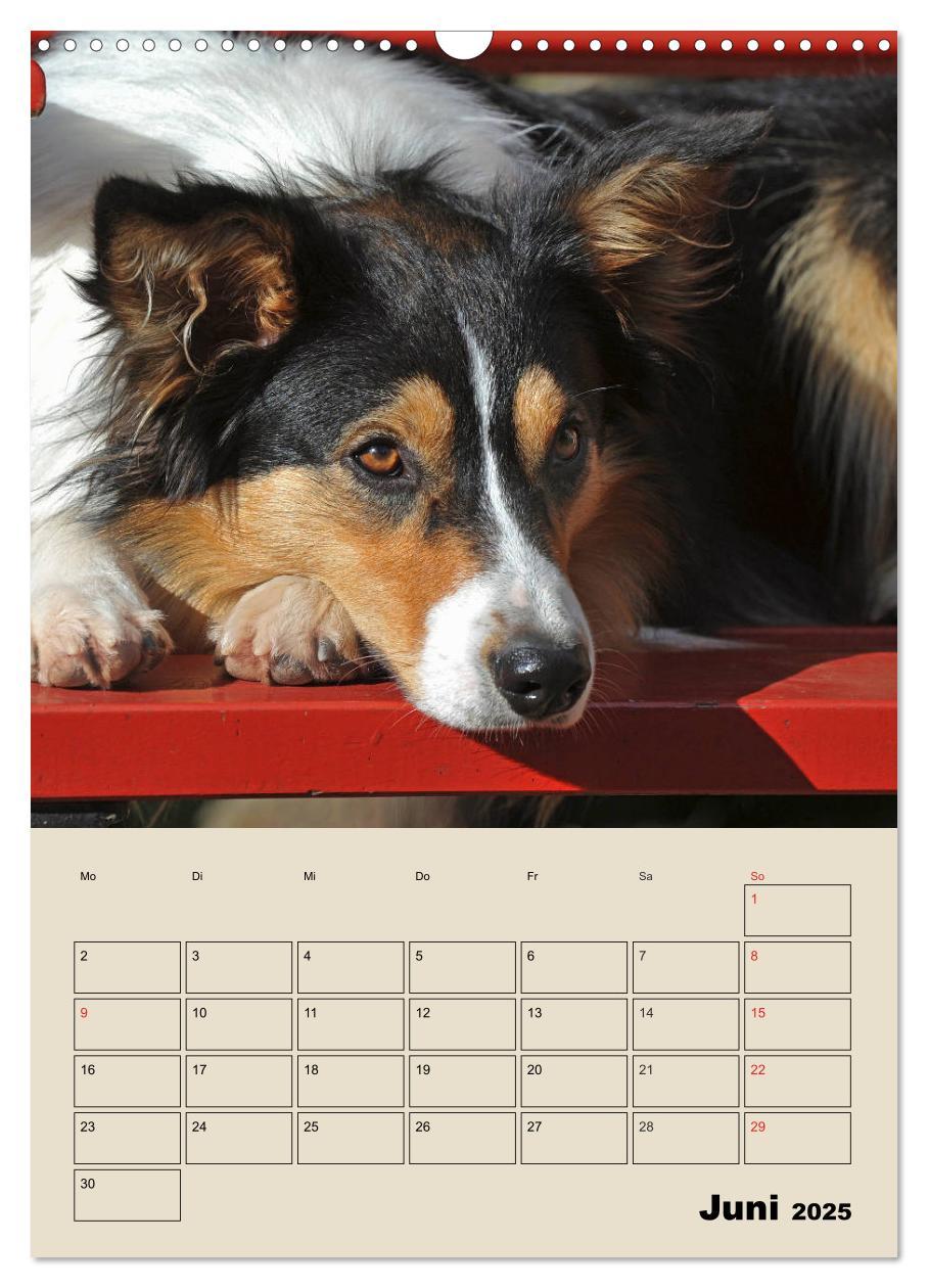 Bild: 9783435959204 | Border Collie - Ein Familienplaner (Wandkalender 2025 DIN A3 hoch),...