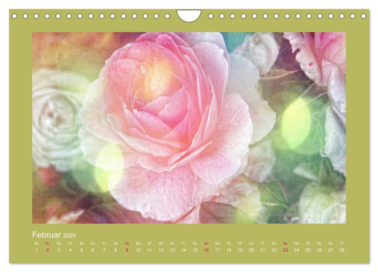 Bild: 9783435737475 | Romantische Rosen (Wandkalender 2025 DIN A4 quer), CALVENDO...