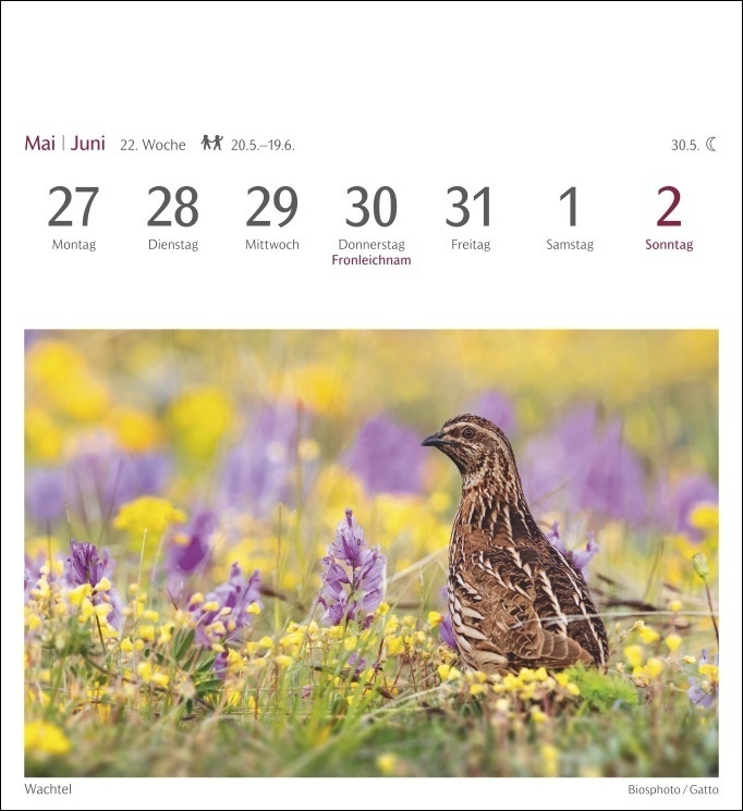 Bild: 9783840031878 | Heimische Vögel Postkartenkalender 2024. Wochenkalender im...