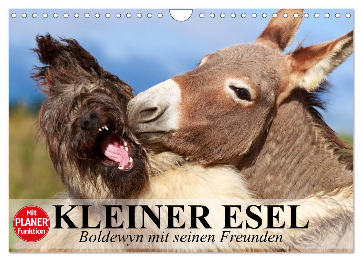 Cover: 9783383335839 | Kleiner Esel. Boldewyn mit seinen Freunden (Wandkalender 2024 DIN...