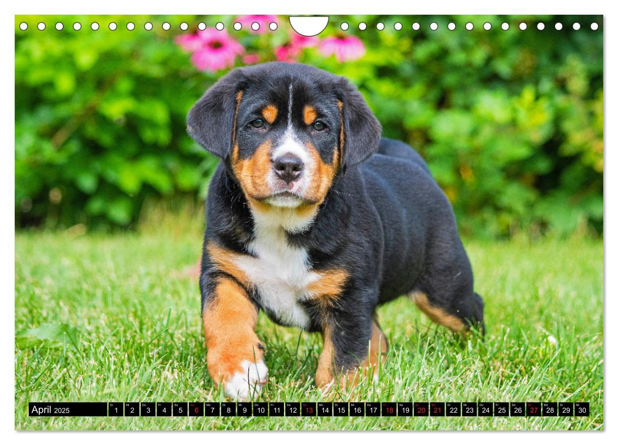 Bild: 9783435209460 | Ein Hund zum Verlieben - Großer Schweizer Sennenhund (Wandkalender...