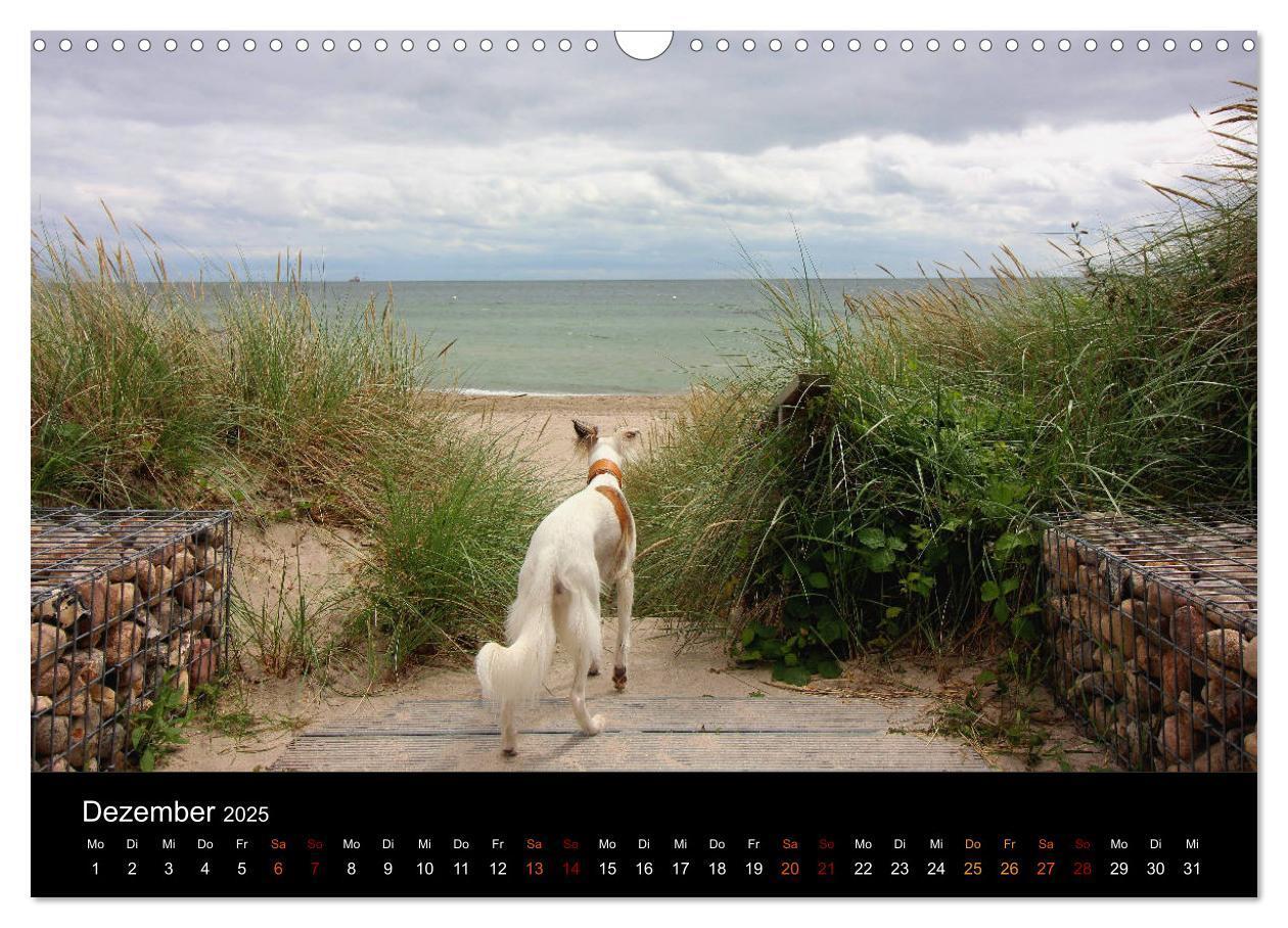 Bild: 9783435433308 | Der Silken Windsprite - ein Seelenhund (Wandkalender 2025 DIN A3...