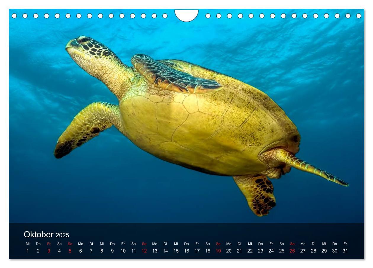 Bild: 9783435597680 | Schildkröten des Ozeans (Wandkalender 2025 DIN A4 quer), CALVENDO...