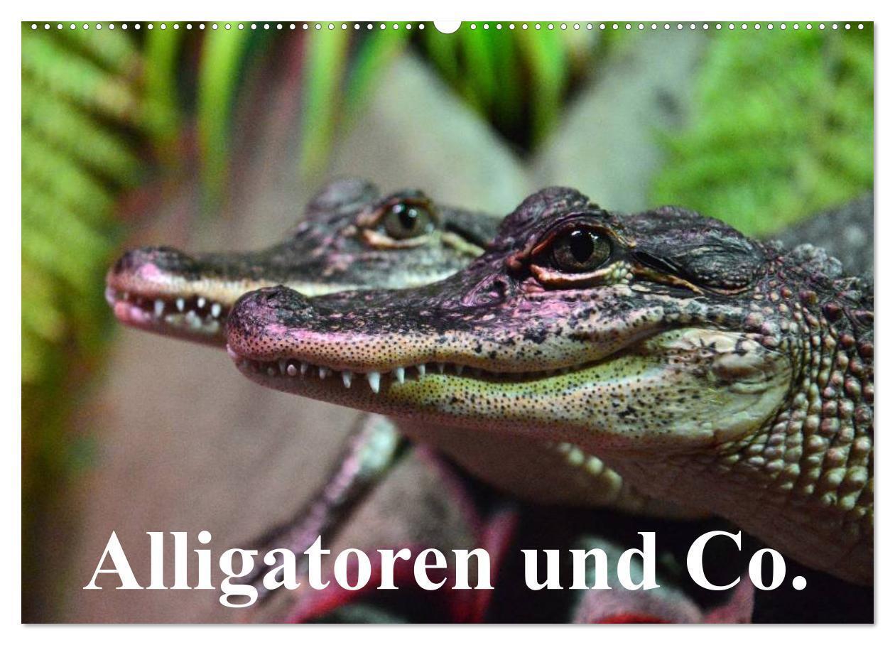 Cover: 9783435650514 | Alligatoren und Co. (Wandkalender 2025 DIN A2 quer), CALVENDO...